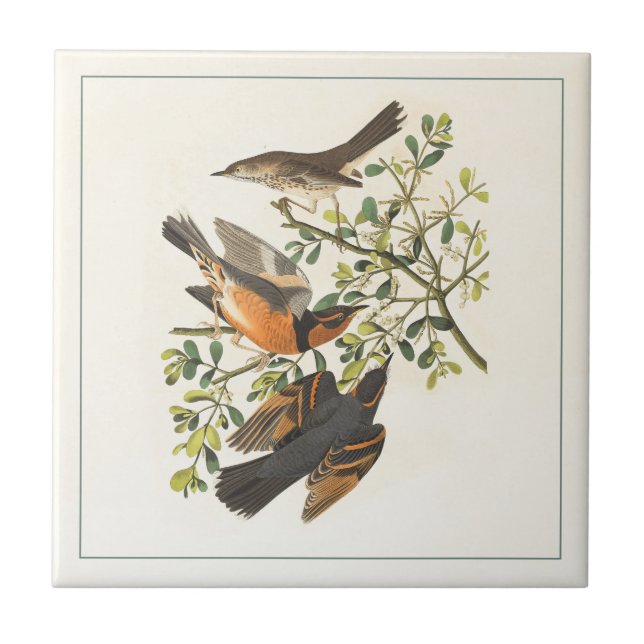 Vintage Botanical Bird Illustration Ceramic Tile (Front)