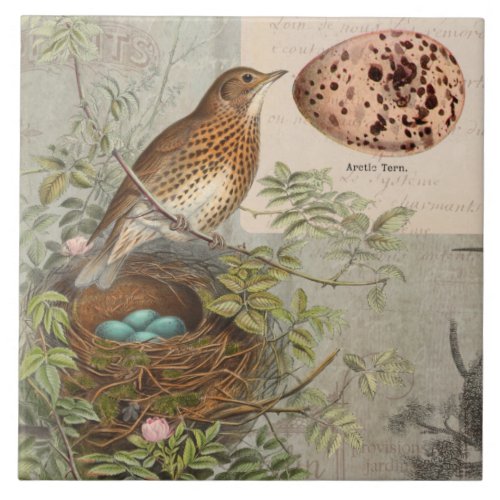 Vintage Botanical Bird Nest Robins Egg Blue Floral Ceramic Tile