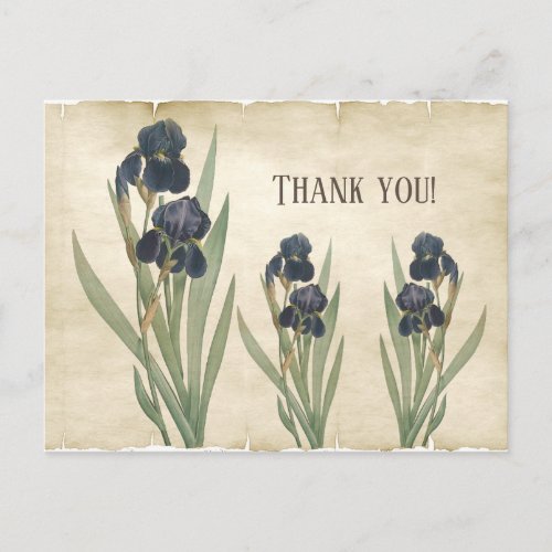 Vintage Botanical Blue Bearded Irises Thank You Postcard
