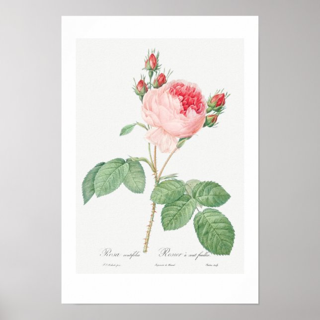 VINTAGE BOTANICAL "CABBAGE ROSE" REDOUTÉ POSTER (Front)