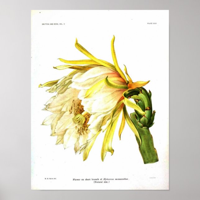 Vintage Botanical Cactus Poster (Front)