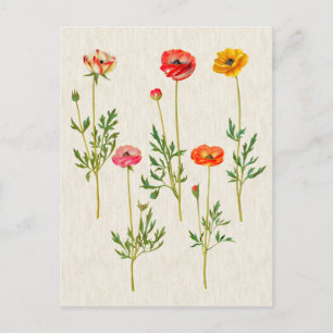 Vintage Botanical Calendula Illustration Postcard