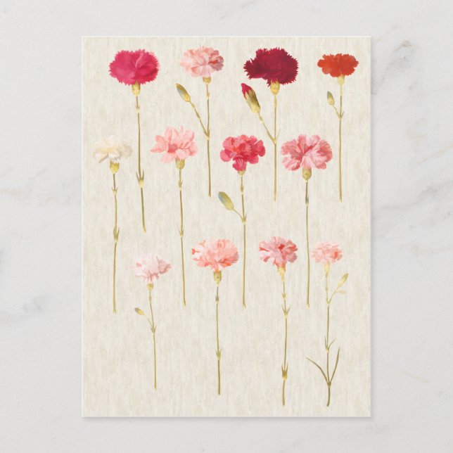 Vintage Botanical Carnations Illustration Postcard (Front)