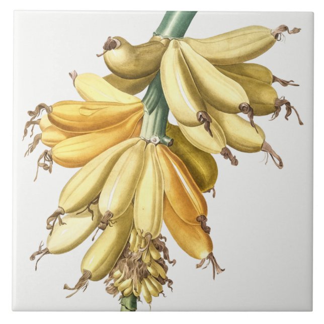 Vintage Botanical Ceramic Tile (Front)