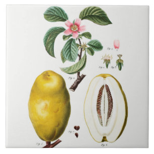 Vintage Botanical Ceramic Tile