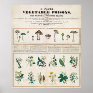 Vintage Botanical Chart