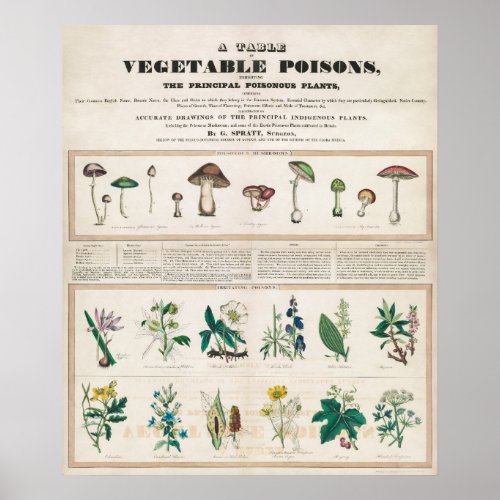 Vintage Botanical Chart