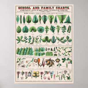 Vintage Botanical Chart