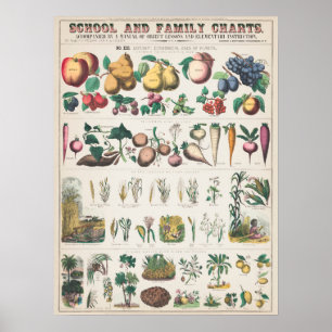 Vintage Botanical Chart