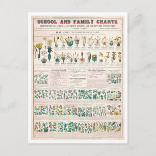 Vintage Botanical Chart: Classification of Plants Postcard