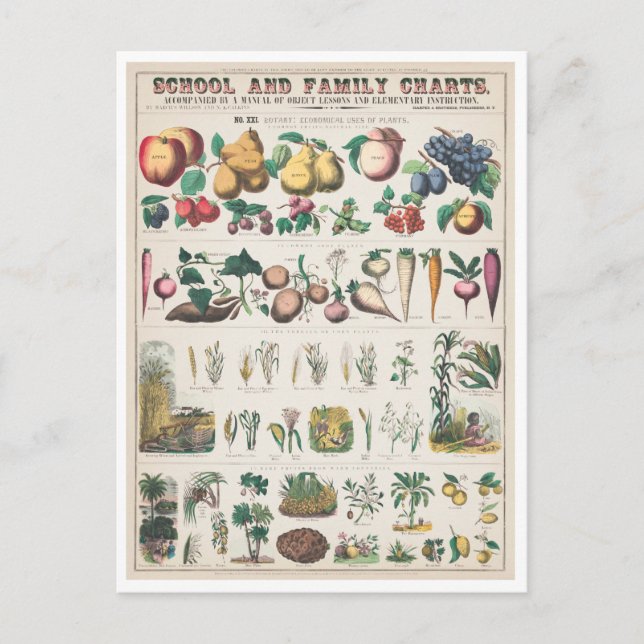 Vintage Botanical Chart: Economical Uses of Plants Postcard (Front)
