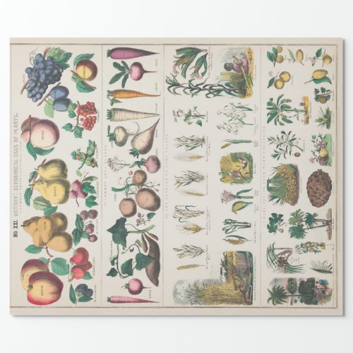 Vintage Botanical Chart Economical Uses of Plants Wrapping Paper