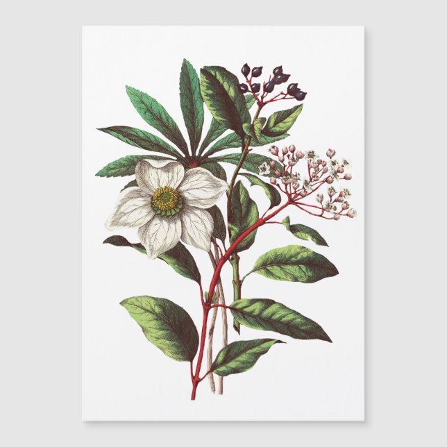 Vintage Botanical Christmas Rose Flower Bouquet (Front)