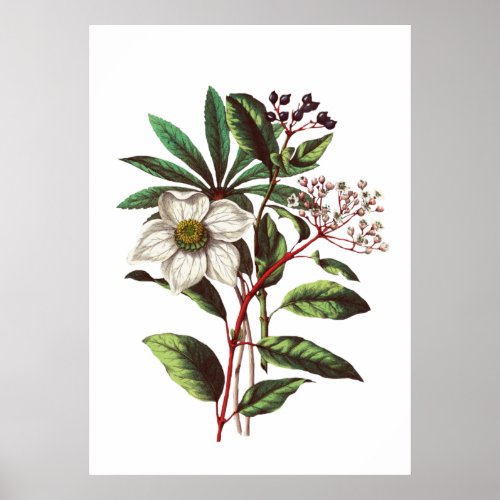 Vintage Botanical Christmas Rose Flower Bouquet Poster