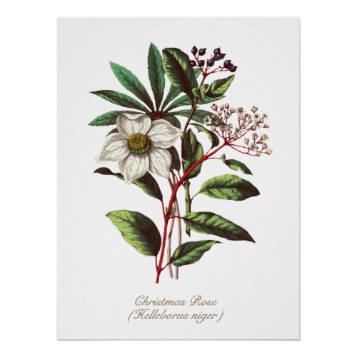 Vintage Botanical Christmas Rose Flower Bouquet Poster