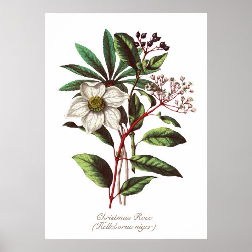 Vintage Botanical Christmas Rose Flower Bouquet Poster