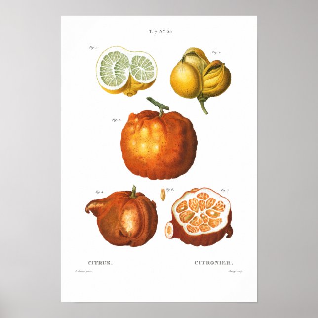 VINTAGE BOTANICAL CITRUS POSTER (Front)