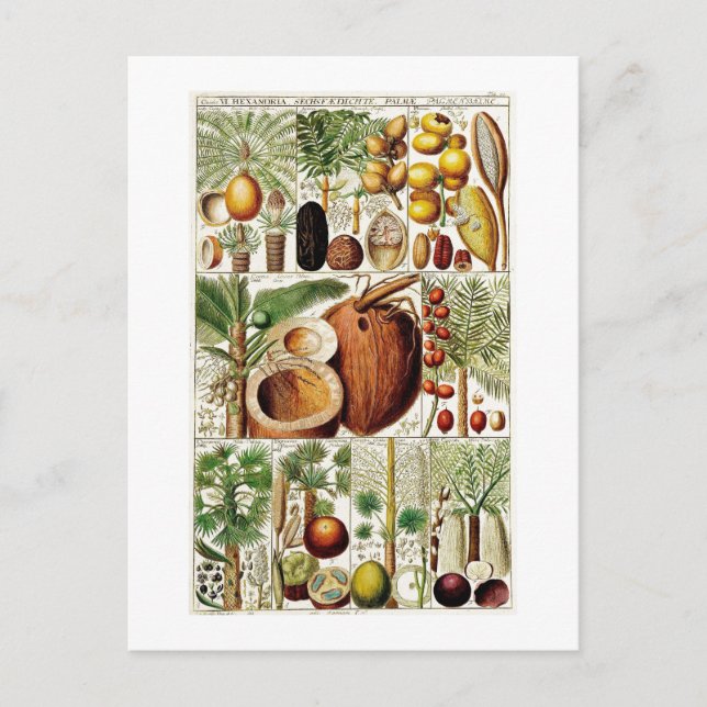 VINTAGE  BOTANICAL COLLECTION COCONUT POSTCARD (Front)