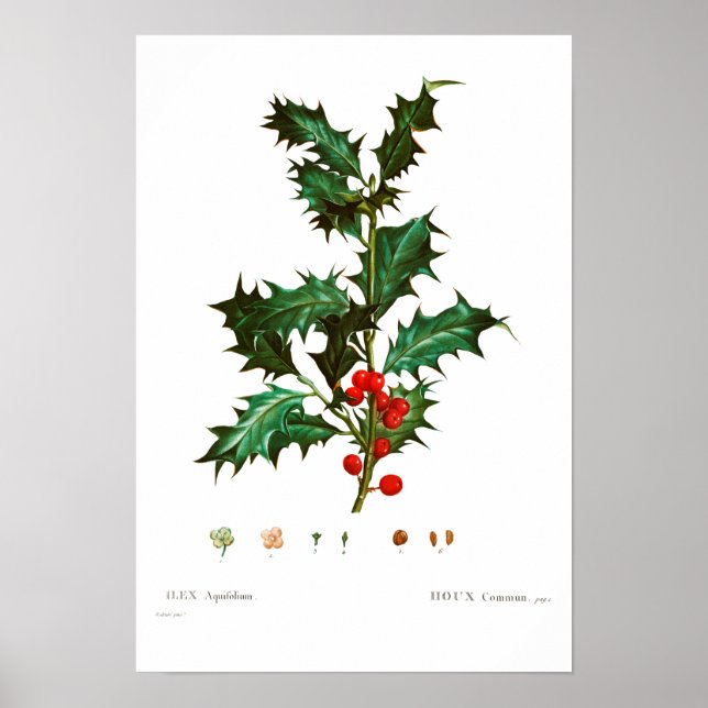VINTAGE BOTANICAL COMMON HOLLY POSTER (Front)