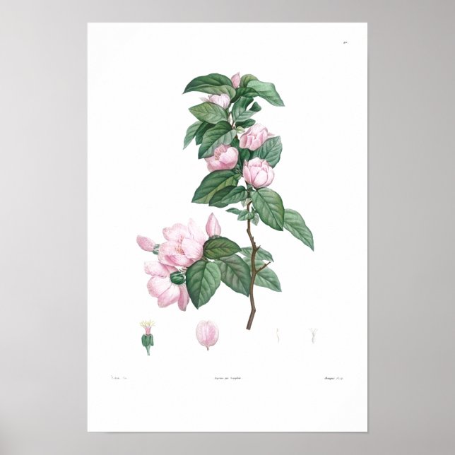 VINTAGE BOTANICAL COMMON PINK FLOWER POSTER (Front)