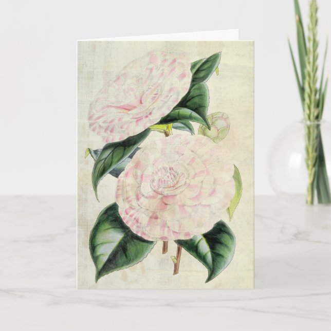 Vintage Botanical Countess of Derby Camellia Card (Front)