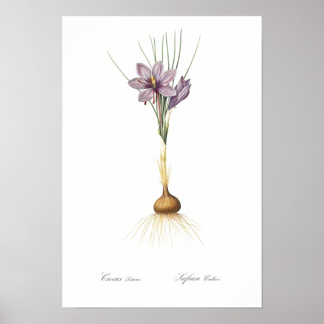 VINTAGE BOTANICAL "CROCUS" REDOUTÉ POSTER (Front)