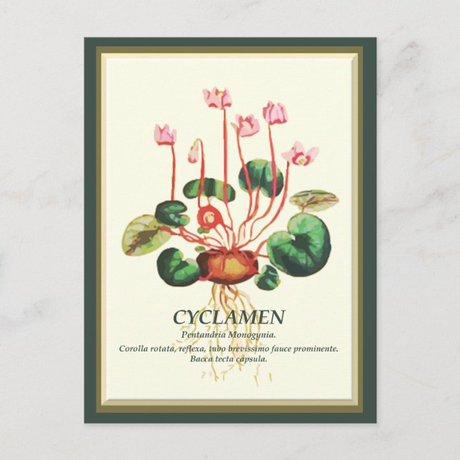 Vintage Botanical Cyclamen Garden flower art Postcard (Front)