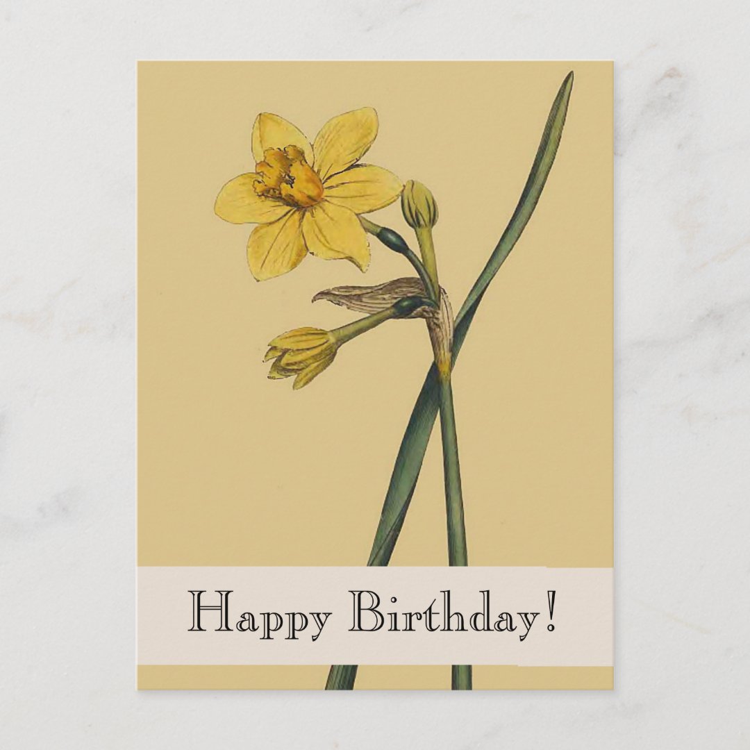 Vintage Botanical Daffodil Happy Birthday Postcard | Zazzle