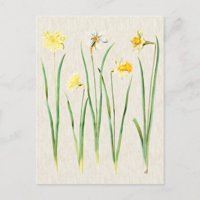 Vintage Botanical Daffodils Illustration Postcard (Front)