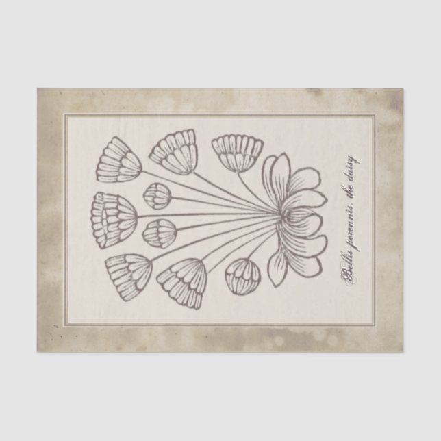 Vintage Botanical Daisy Flower Parchment Decoupage Tissue Paper (Front)