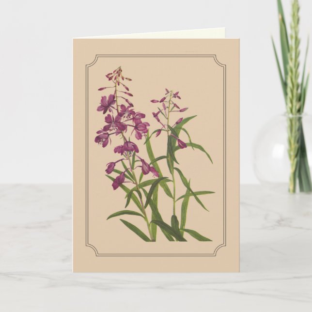 Vintage Botanical Drawing of Wild Fireweed Card (Front)