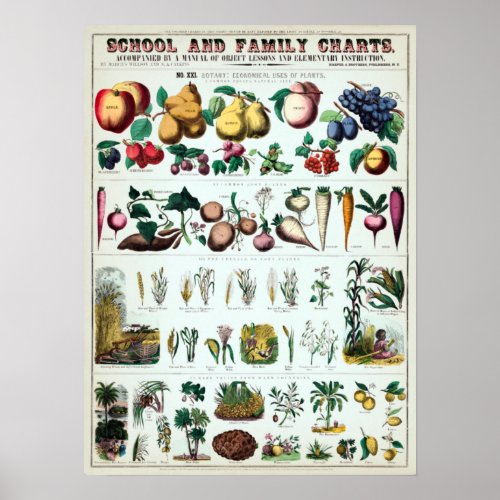 Vintage Botanical Educational Chart