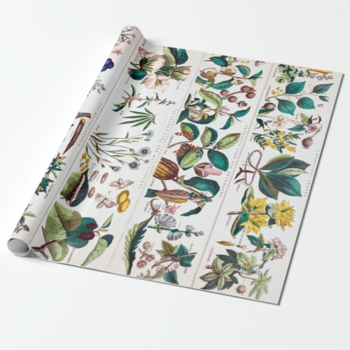 Vintage Botanical Educational Chart Wrapping Paper