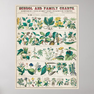 Vintage Botanical Educational Poster
