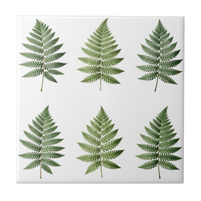 Vintage Botanical Fern Leaves Illustration Pattern Ceramic Tile (Front)