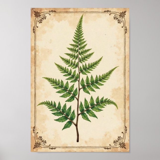 Vintage Botanical Fern Study Art Poster (Front)