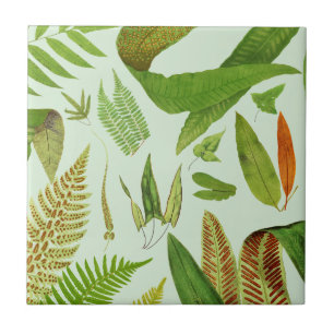 Vintage Botanical Ferns Ceramic Tile