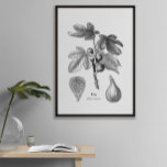Vintage Botanical Fig Illustration Poster<br><div class="desc">Vintage Botanical Fig Illustration- customize language from English to... This antique, vintage botanical almond illustration is from the 1800s. Lovely details of branch, blooms and fruit. Alone or in a series, the prints in this collection make a lovely statement in your home. Perfect gift too. The template text field allows...</div>