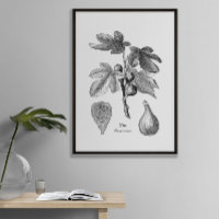 Vintage Botanical Fig Illustration