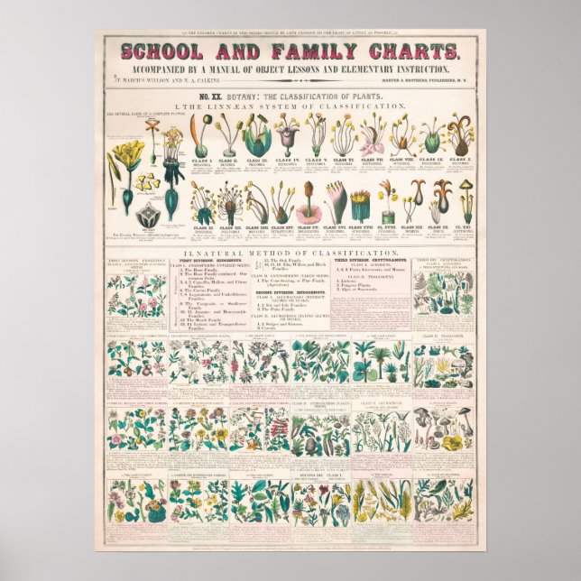Vintage Botanical Flora Educational Poster (Front)