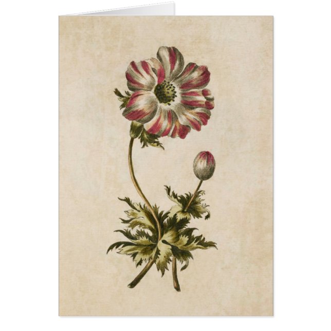 Vintage Botanical Floral Anemone Illustration (Front)