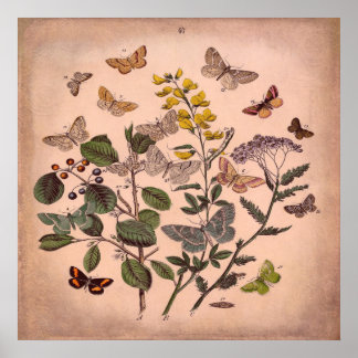 Vintage Botanical Floral Butterflies Rustic Pink Poster