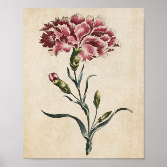 Vintage Botanical Floral Carnation Print (Front)