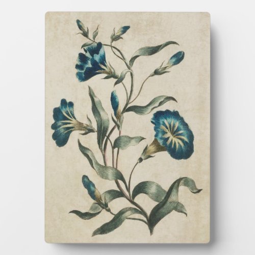 Vintage Botanical Floral Convolvulus Plaque