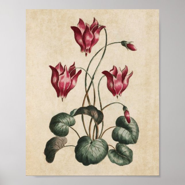 Vintage Botanical Floral Cyclamen Print (Front)