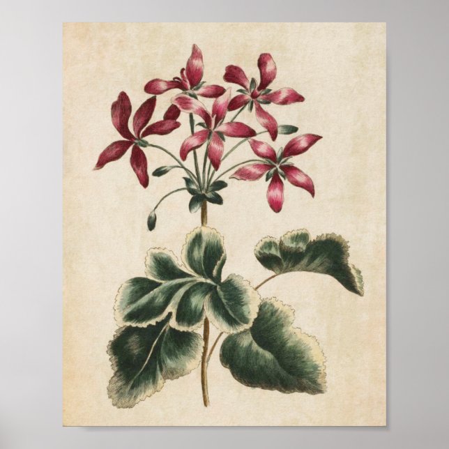 Vintage Botanical Floral Geranium Print (Front)