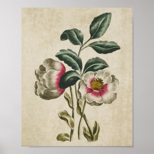 Vintage Botanical Floral Hellebore Print (Front)