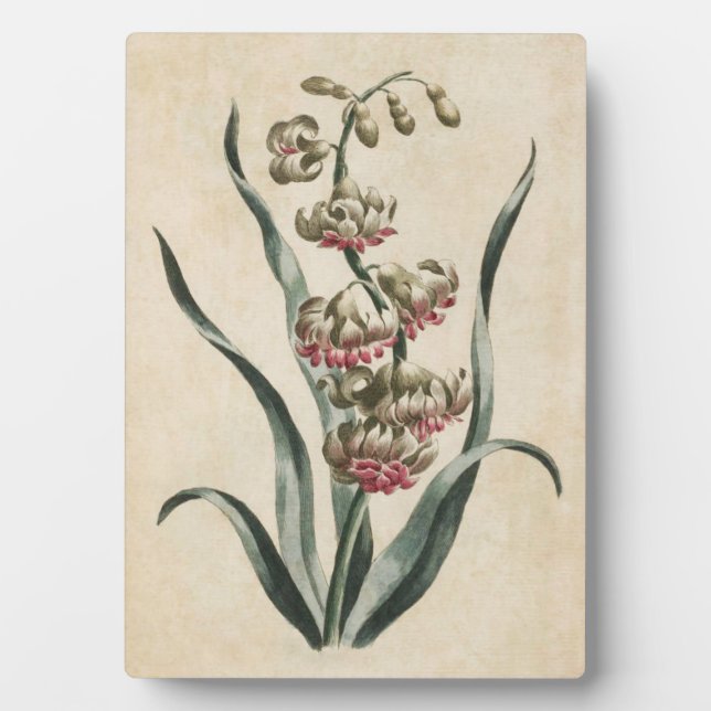 Vintage Botanical Floral Hyacinth Plaque (Front)