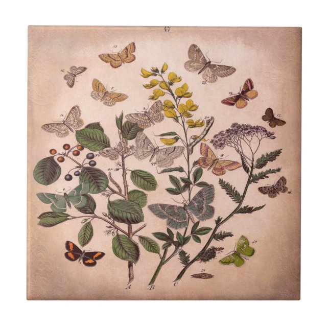 Vintage Botanical Floral Illustration Wildflowers Ceramic Tile (Front)