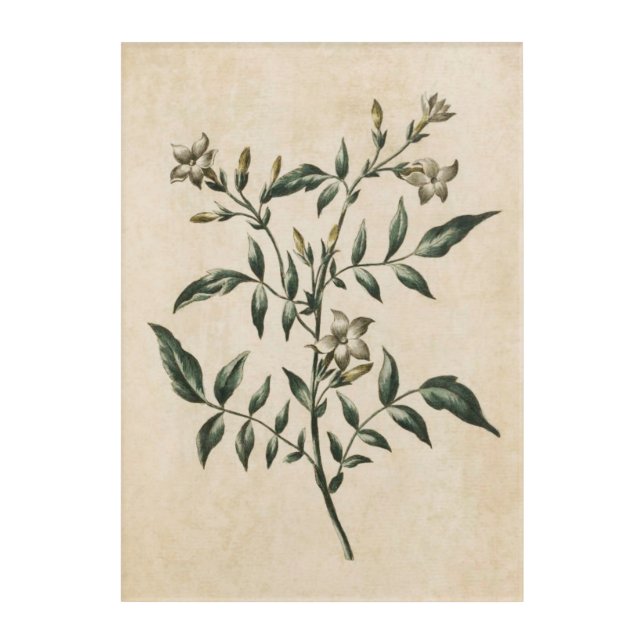 Vintage Botanical Floral Jasmine Acrylic Art (Front)